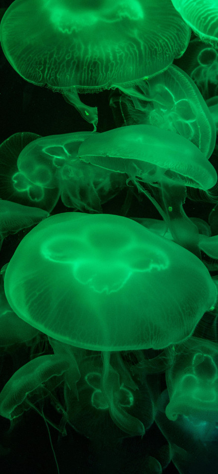 Close-Up Photo of Green Jellyfishes Underwater 4K Phone Wallpaper