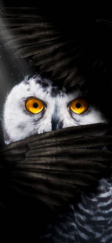 Owl Covering Its Face with Wings 4K Phone Wallpaper