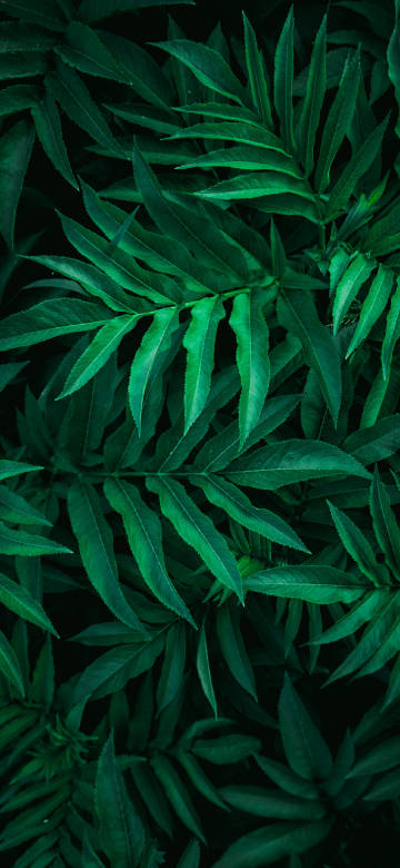 Dense Fern Leaves Close-up Dark Green Phone Wallpaper