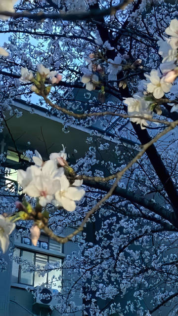 Sakura Flower Close Up Under Blue Night Sky