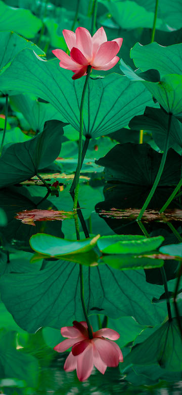 Vibrant Pink Lotus Reflection 4K Wallpaper