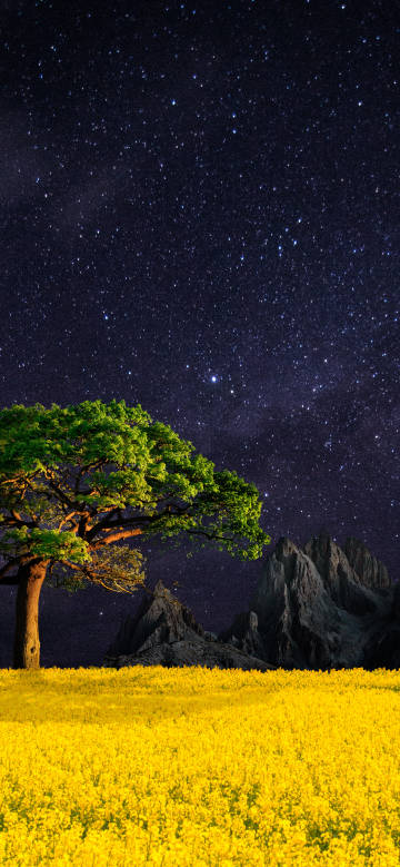 Golden flower sea under stars phone wallpaper