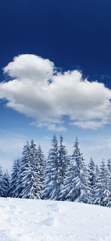 Stunning Winter Woods: Snowy Trees and Fluffy Clouds