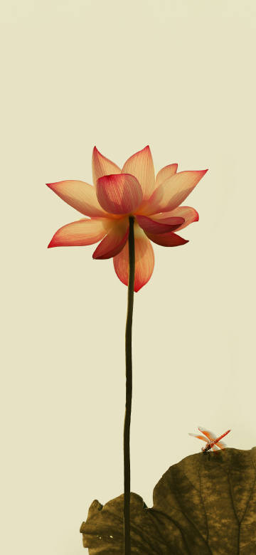 Latest Wallpaper 1
