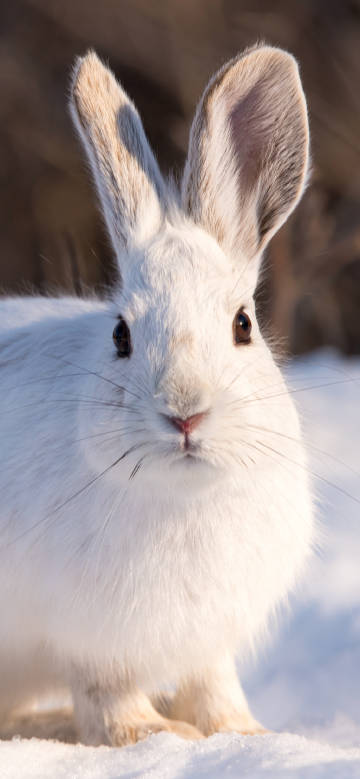 Cute white rabbit in the snow phone wallpaper