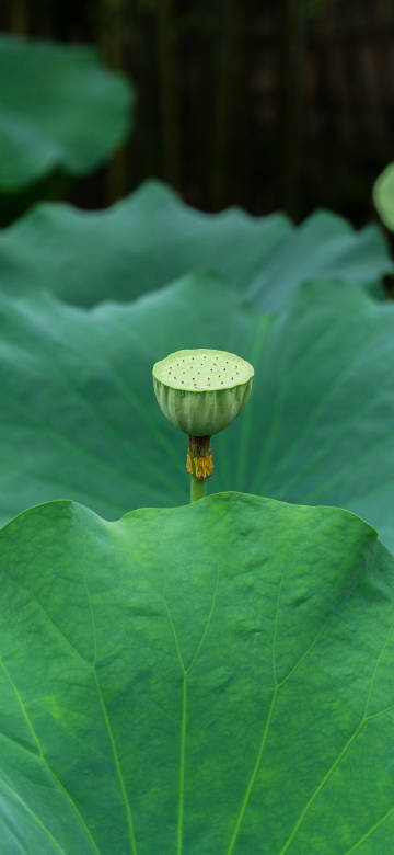 A lotus pod in the middle of the lotus leaf A lotus pod in the middle of the lotus leaf