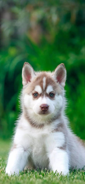 Adorable husky on grass phone wallpaper
