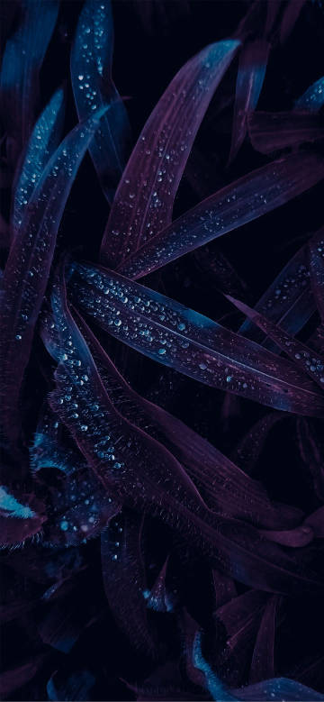 Purple-Blue Leaves with Water Drops wallpaper Purple-Blue Leaves with Water Drops wallpaper