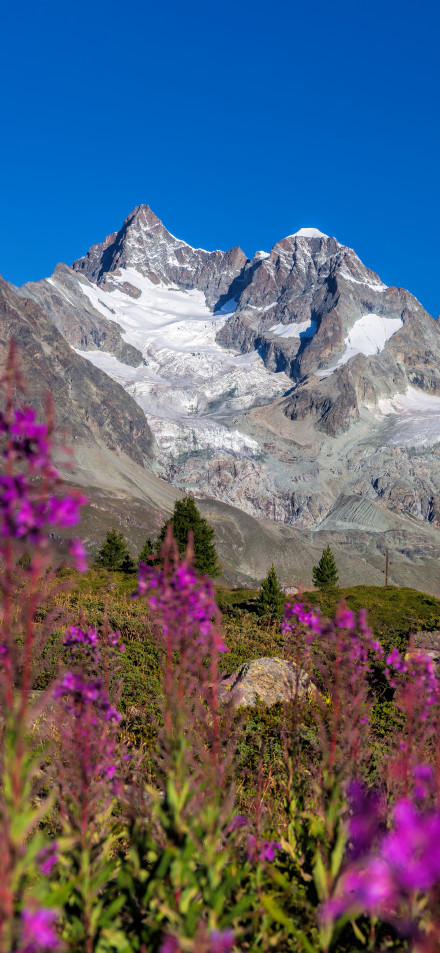 Snowy mountains and purple wildflowers under the blue sky phone wallpaper