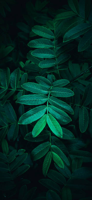 Close-up of green plant leaves on dark background 4k Phone Wallpaper Close-up of green plant leaves on dark background 4k Phone Wallpaper