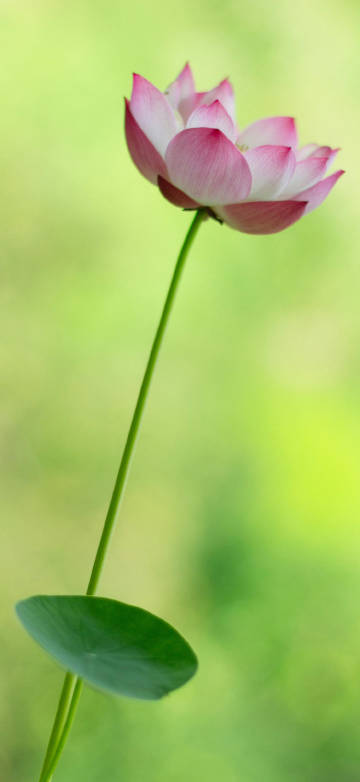 Latest Wallpaper 1