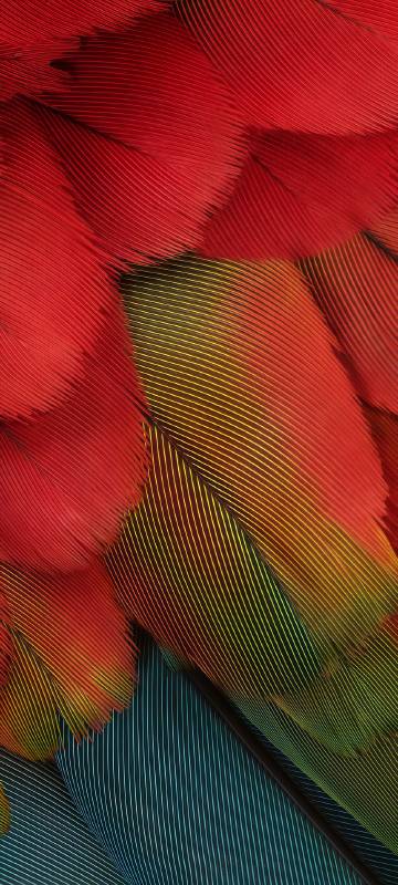 Bird feathers with clear texture close-up wallpaper