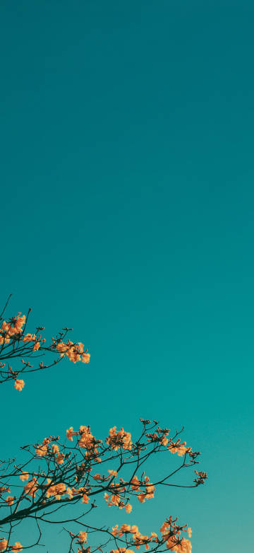Blooming Branches Under Blue Sky Minimalist 4K Wallpaper