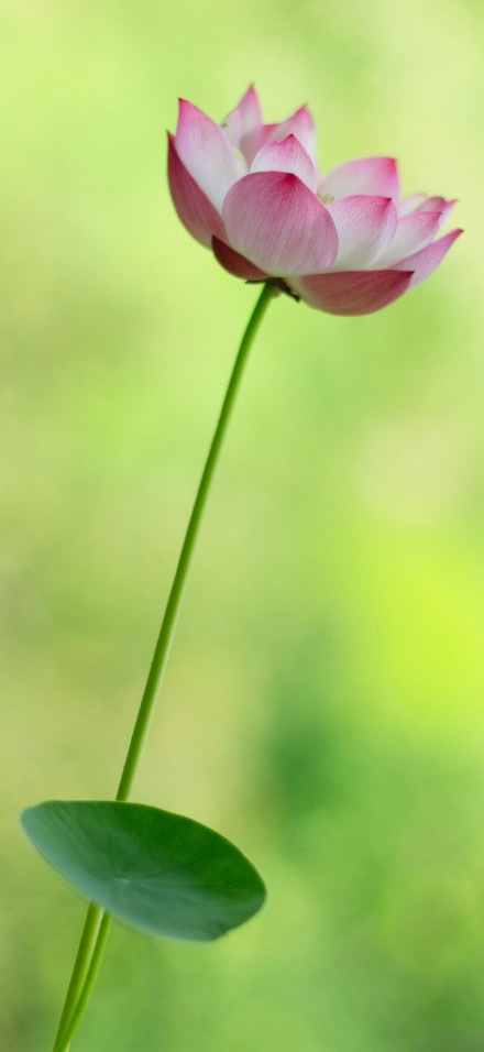 Beautiful pink lotus flower on a soft green background 4K Phone Wallpaper
