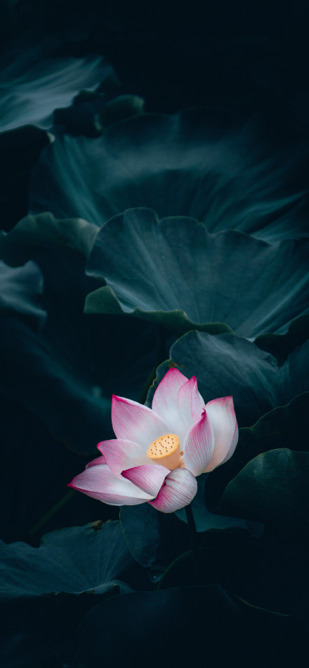 Pink lotus among dark green leaves phone wallpaper