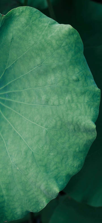 Green lotus leaves on dark background phone wallpaper