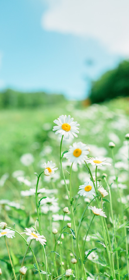 Daisies blooming under blue sky and green ground phone wallpaper
