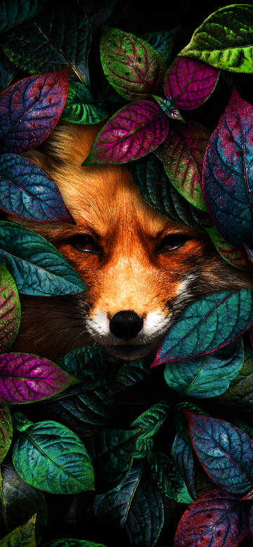 Latest Wallpaper 1