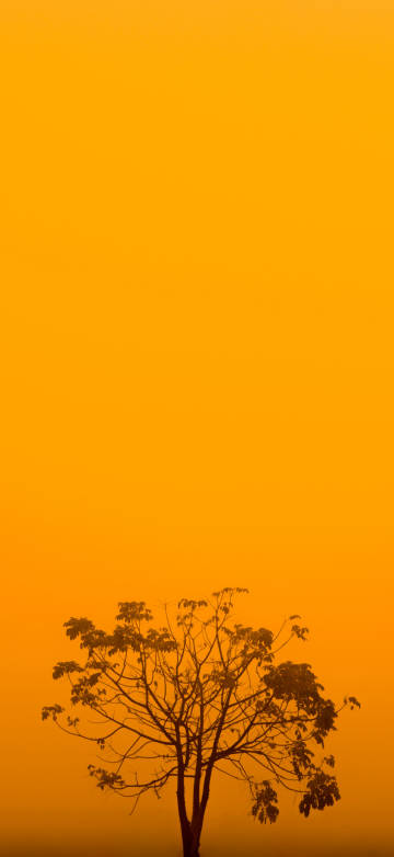 Minimalist wallpaper: tree on orange background