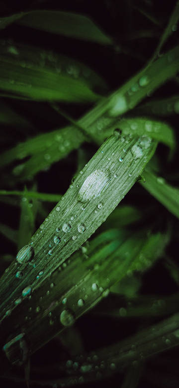 Dewdrops on a blade of grass in the morning phone wallpaper