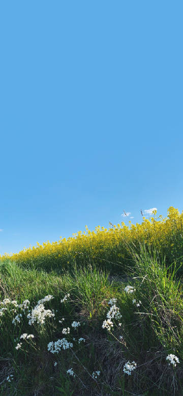 White flowers on grass under blue sky phone wallpaper