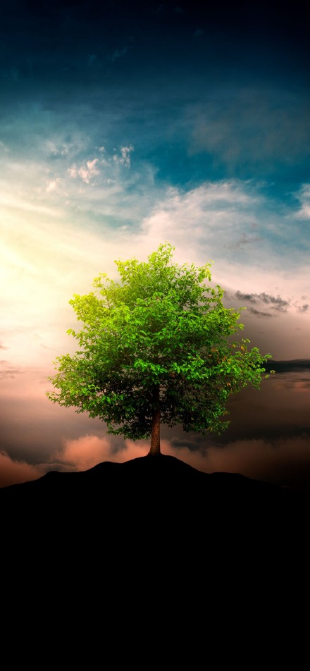 Lonely Tree Under Dreamy Sunset Sky 4K Phone Wallpaper