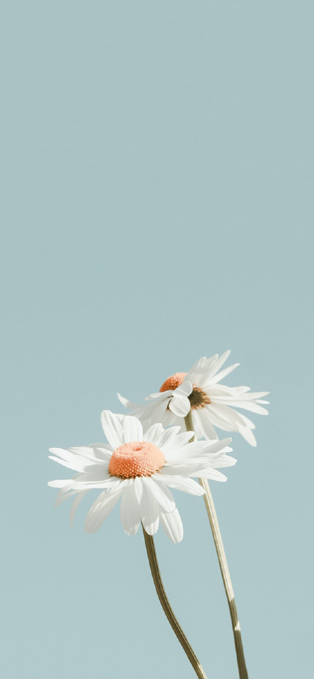 Aesthetic White Daisy on Simple Light Gray Background