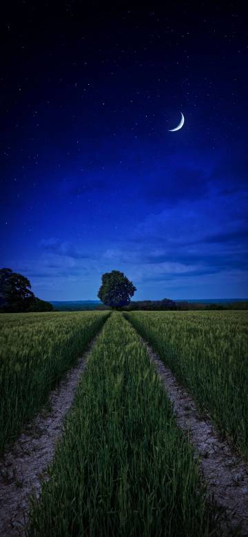 Crescent Moon Starry Field Path Wallpaper 4K