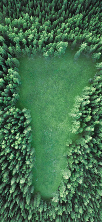 Scenery of grassland surrounded by green forest phone wallpaper