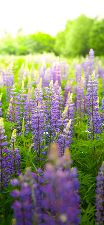 A field of purple Rubus flowers phone wallpaper