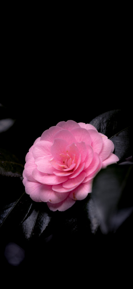 Pink Flower in Darkness Aesthetic 4K Wallpaper