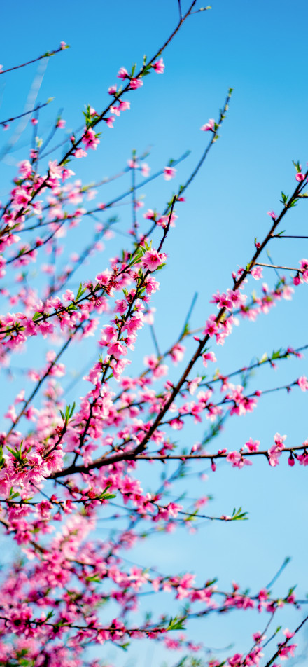 Beautiful spring scene with pink flowers in full bloom phone wallpaper