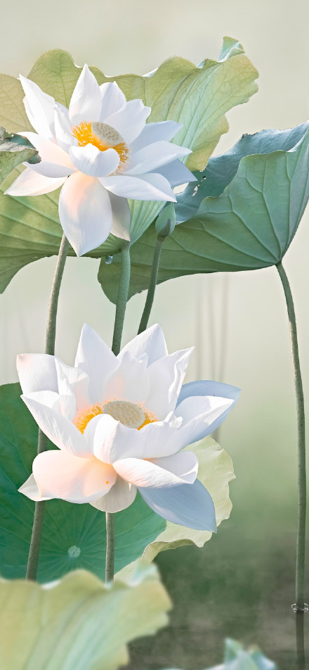 Beautiful white lotus in bloom phone wallpaper