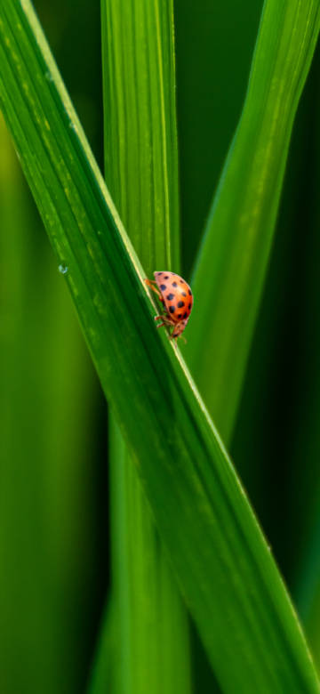 Seven-spotted ladybug on green grass wallpaper Seven-spotted ladybug on green grass wallpaper