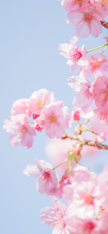 Beautiful Pink Sakura Blooming in Spring 4K Phone Wallpaper
