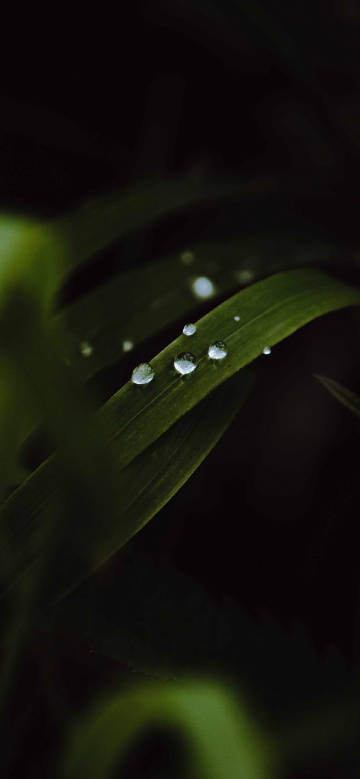 Close-up of dew on green leaf phone wallpaper