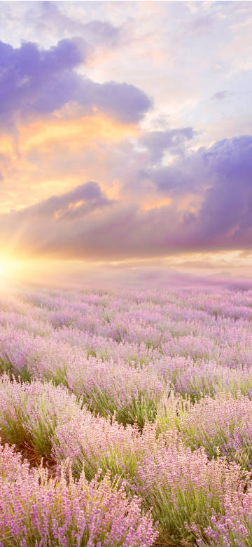 Beautiful view of lavender at sunset phone wallpaper