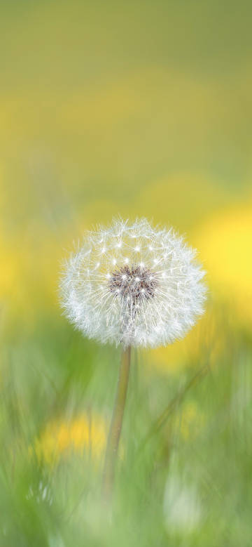 Dandelion on the grass close-up phone wallpaper