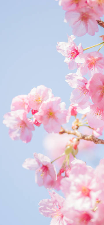 Beautiful Pink Sakura Blooming in Spring 4K Phone Wallpaper Beautiful Pink Sakura Blooming in Spring 4K Phone Wallpaper