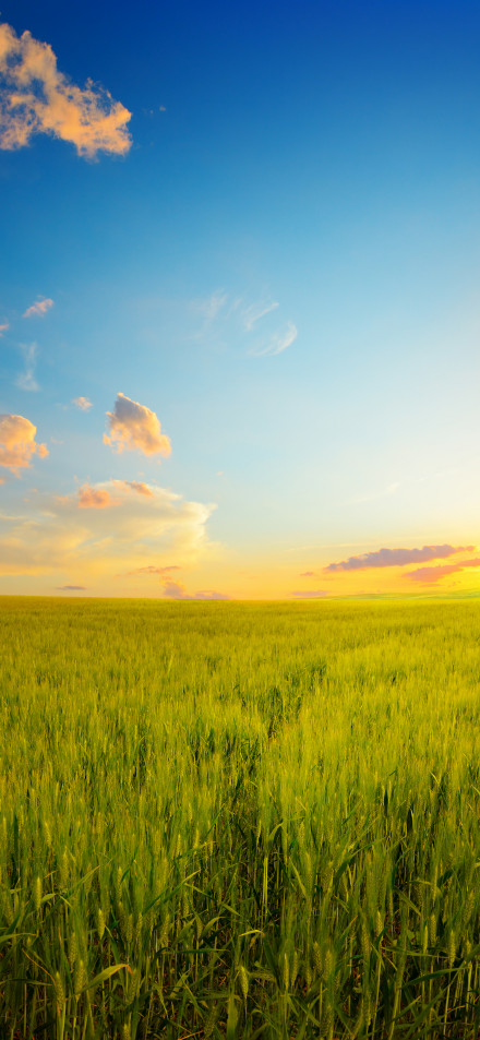 Beautiful wheat field under the sunset phone wallpaper