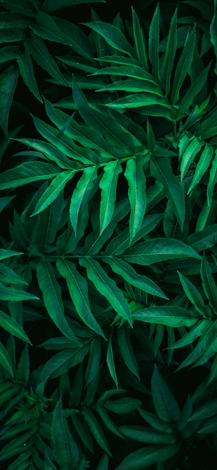 Dense Fern Leaves Close-up Dark Green Phone Wallpaper