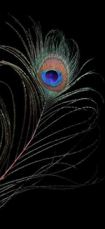 Colorful Peacock Feathers on Black Background phone wallpaper