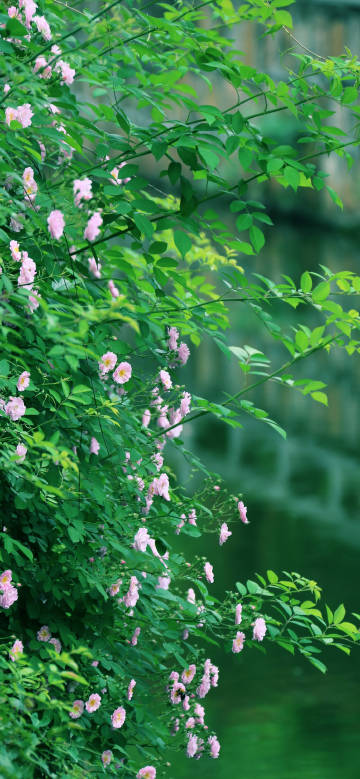 Fresh Pink Rose Green Foliage Close-up 4K Wallpaper