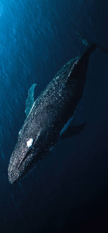 Whale in the depths of the ocean phone wallpaper