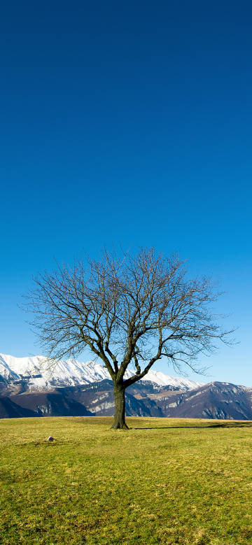 A tree on the quiet prairie and distant snow-capped mountains phone wallpaper