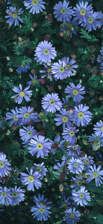 Blue-Purple Flowers Fresh 4K Phone Wallpaper Blue-Purple Flowers Fresh 4K Phone Wallpaper