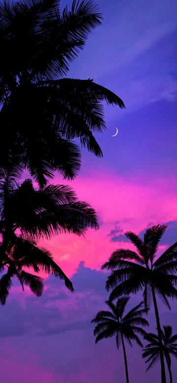 Coconut trees under a gorgeous sky phone wallpaper