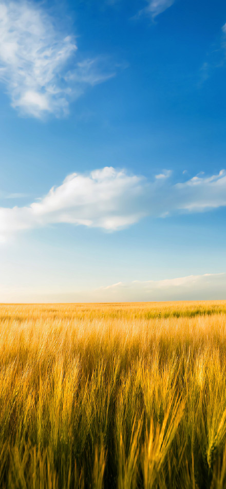 Healing scenery of wheat fields under clear sky phone wallpaper