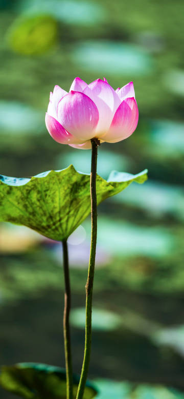 A pink lotus flower blooms alone with a blurred background