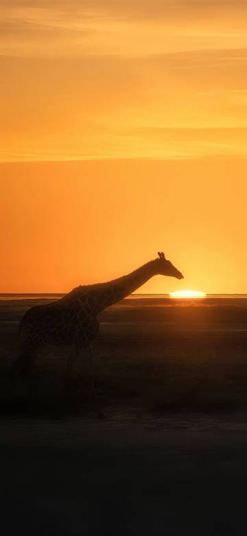 Giraffe at sunset 4K Phone Wallpaper